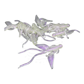 LARGE NYMPH